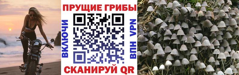 закладки  Тайшет  маркетплейс какой сайт  Псилоцибиновые грибы мухоморы 